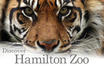 Discover Hamilton Zoo